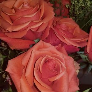 Meet your Posher, Amelia